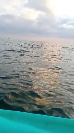 Artisanal Snorkeling Boat Tour for up to 4 Guests