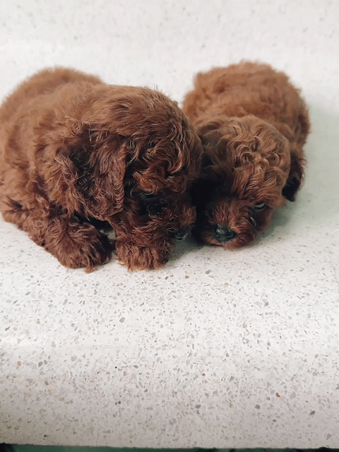 Chó Poodle Gần 2 tháng Đã tiêm phòng. Mua bán Chó tại Thành phố Bến Tre Bến Tre được đăng bởi Thảo hình 1