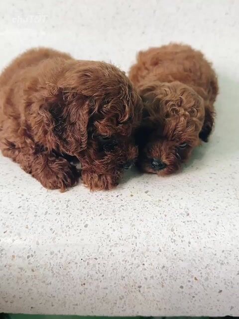 Chó Poodle Gần 2 tháng Đã tiêm phòng. Mua bán Chó tại Thành phố Bến Tre Bến Tre được đăng bởi Thảo hình 1