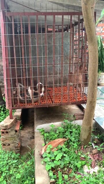 Chó Fox đực con. Mua bán Chó tại Huyện Sóc Sơn Hà Nội được đăng bởi Hùng hình 1