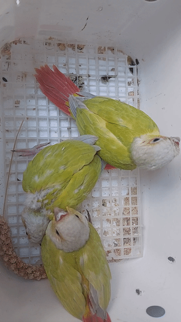 Dilute Greencheek Vàng Đỏ 30 ngày tuổi. Mua bán Chim tại Quận Tân Bình Tp Hồ Chí Minh được đăng bởi Nguyen Quoc hình 1