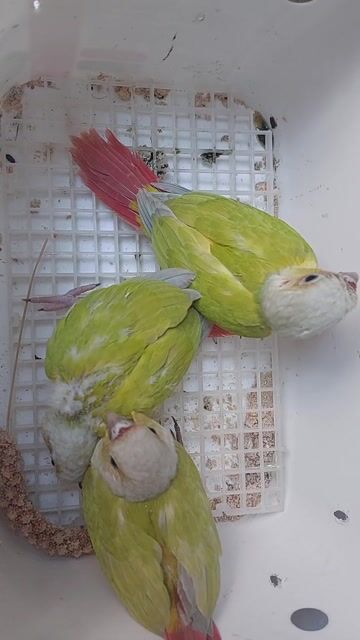 Dilute Greencheek Vàng Đỏ 30 ngày tuổi. Mua bán Chim tại Quận Tân Bình Tp Hồ Chí Minh được đăng bởi Nguyen Quoc hình 1