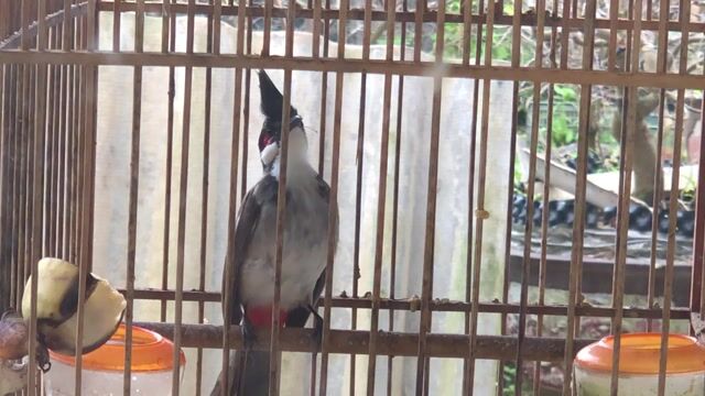 Chim chào mào giọng hay. Mua bán Chim tại Huyện Quảng Điền Thừa Thiên Huế được đăng bởi Nguyên  hình 1