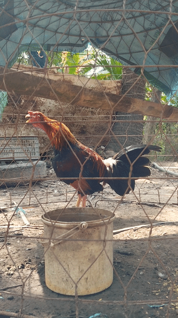 Gà trống Điều mồng dâu chân Vàng. Mua bán Gà tại Thành phố Tây Ninh Tây Ninh được đăng bởi Trung hình 1