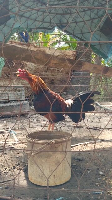 Gà trống Điều mồng dâu chân Vàng. Mua bán Gà tại Thành phố Tây Ninh Tây Ninh được đăng bởi Trung hình 1
