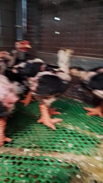 đàn trống 10e ,gà  7-8 lg vacxin đủ ạ❤️❤️❤️. Mua bán Gà tại Thành phố Thủ Đức Tp Hồ Chí Minh được đăng bởi chuyên cung cấp gà đông tảo thuần chủng  hình 1