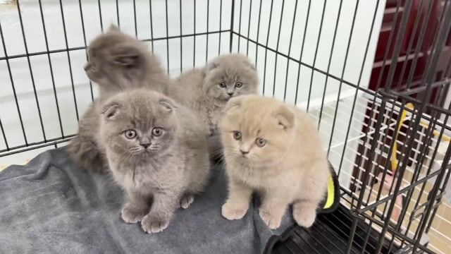 Siêu Phẩm Mèo form to mặt xinh. Mua bán Mèo tại Quận Thanh Xuân Hà Nội được đăng bởi Pets House hình 1