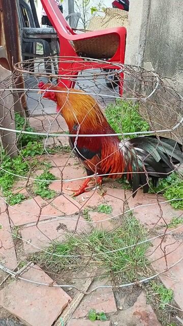 Gà giống 1.3kg. Mua bán Gà tại Huyện Trần Đề Sóc Trăng được đăng bởi Duy Nguyễn hình 1