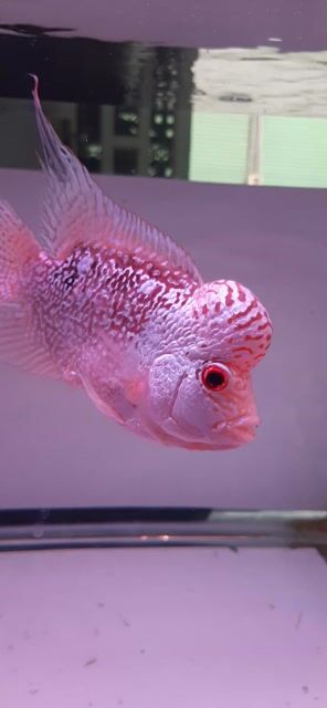 Cá La Hán Kamfa Đỏ trắng 4 ngón. Mua bán Thú cưng khác tại Huyện Bình Chánh Tp Hồ Chí Minh được đăng bởi Phung Tran hình 1
