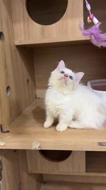 Mèo Ragdoll LÙN Đực. Mua bán Mèo tại Quận 8 Tp Hồ Chí Minh được đăng bởi Tuyền Đoàn hình 1