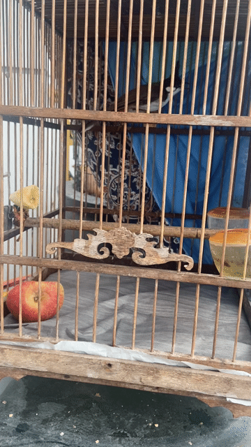 chào mào bổi. Mua bán Chim tại Huyện Hòa Vang Đà Nẵng được đăng bởi Ngọc hình 1