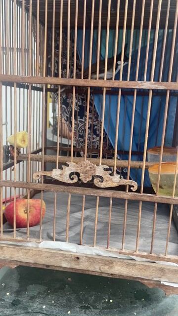 chào mào bổi. Mua bán Chim tại Huyện Hòa Vang Đà Nẵng được đăng bởi Ngọc hình 1