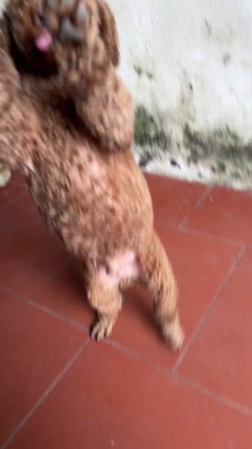 Giống Đực + 1 tuổi rưỡi + 4-5kg. Mua bán Chó tại Huyện Văn Lâm Hưng Yên được đăng bởi Xuan Long hình 1