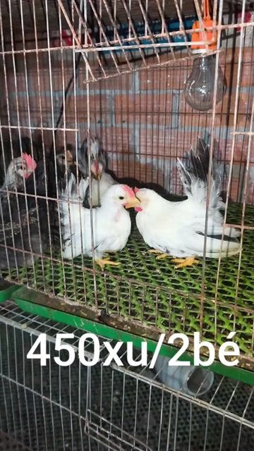 gà tre thái. Mua bán Gà tại Huyện Mỹ Xuyên Sóc Trăng được đăng bởi Chí Hùng hình 1