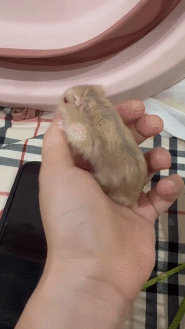 hamster và lồng. Mua bán Thú cưng khác tại Quận Gò Vấp Tp Hồ Chí Minh được đăng bởi Hamusuta  hình 1