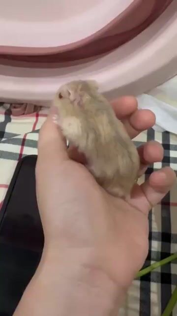 hamster và lồng. Mua bán Thú cưng khác tại Quận Gò Vấp Tp Hồ Chí Minh được đăng bởi Hamusuta  hình 1