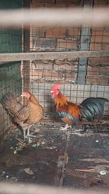 cần bán cặp gà kiểng. Mua bán Gà tại Huyện Bình Chánh Tp Hồ Chí Minh được đăng bởi CÔNG TUẤN hình 1