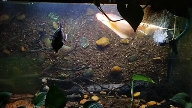 Ngân abino + 3 + phụ kiện. Mua bán Thú cưng khác tại Thành phố Dĩ An Bình Dương được đăng bởi  Gà Đỗ  hình 1