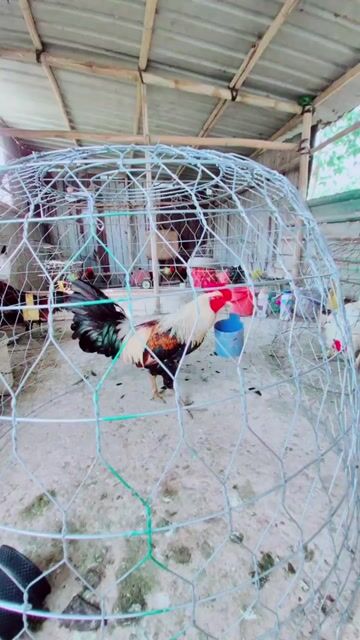 Gà chọi Chuối bông Đực. Mua bán Gà tại Thị xã Bình Minh Vĩnh Long được đăng bởi VanSang mai hình 1