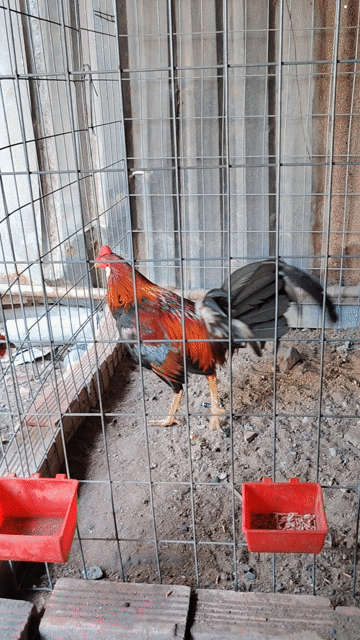 chia cặp gà. Mua bán Gà tại Thành phố Biên Hòa Đồng Nai được đăng bởi h hình 1