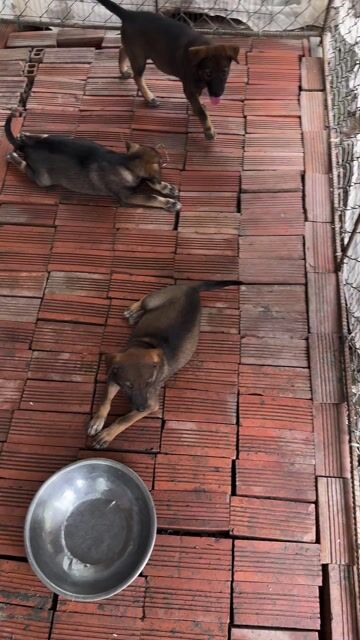Chó lai màu Nâu. Mua bán Chó tại Quận Ninh Kiều Cần Thơ được đăng bởi annamTP hình 1