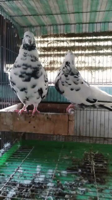 Trại Bồ Câu Kiểng Gò Vấp. Mua bán Chim tại Quận Gò Vấp Tp Hồ Chí Minh được đăng bởi Trại Gà Kiểng GV hình 1