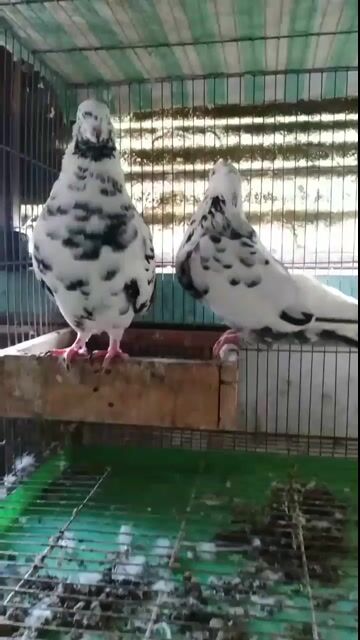 Trại Bồ Câu Kiểng Gò Vấp. Mua bán Chim tại Quận Gò Vấp Tp Hồ Chí Minh được đăng bởi Trại Gà Kiểng GV hình 1
