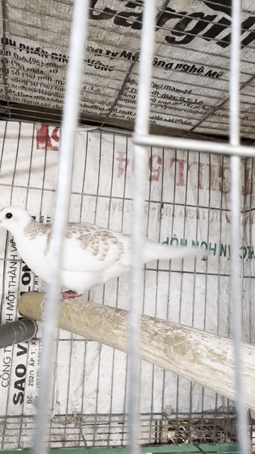 Chim Cu gáy Trống 1 năm Trắng Nâu. Mua bán Chim tại Quận 12 Tp Hồ Chí Minh được đăng bởi PHÚ hình 1