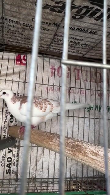 Chim Cu gáy Trống 1 năm Trắng Nâu. Mua bán Chim tại Quận 12 Tp Hồ Chí Minh được đăng bởi PHÚ hình 1