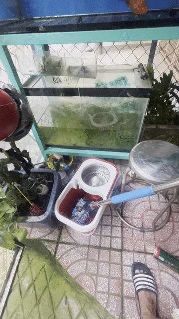 Hồ cá cảnh Kính 80x40cm Nuôi cá cảnh. Mua bán Phụ kiện, Thức ăn, Dịch vụ tại Quận 6 Tp Hồ Chí Minh được đăng bởi Dan choi ga kieng hình 1