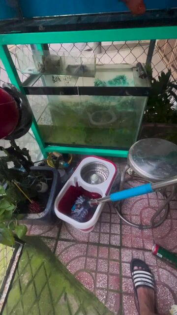 Hồ cá cảnh Kính 80x40cm Nuôi cá cảnh. Mua bán Phụ kiện, Thức ăn, Dịch vụ tại Quận 6 Tp Hồ Chí Minh được đăng bởi Dan choi ga kieng hình 1