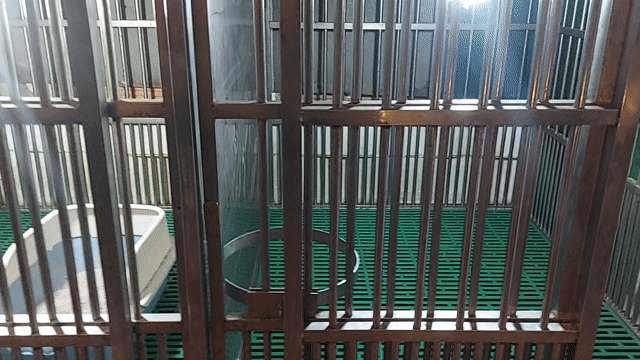 Chuồng chó Inox 304 2m x 1.25m x 1.5m 2 ngăn. Mua bán Phụ kiện, Thức ăn, Dịch vụ tại Quận Gò Vấp Tp Hồ Chí Minh được đăng bởi thanhthai632005 hình 1