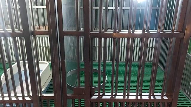 Chuồng chó Inox 304 2m x 1.25m x 1.5m 2 ngăn. Mua bán Phụ kiện, Thức ăn, Dịch vụ tại Quận Gò Vấp Tp Hồ Chí Minh được đăng bởi thanhthai632005 hình 1