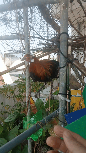 Gà RR trống 3 tháng khỏe mạnh. Mua bán Gà tại Quận Cẩm Lệ Đà Nẵng được đăng bởi vũ hình 1