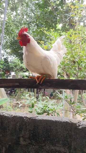 Gà tre cảnh đã gáy. Mua bán Gà tại Huyện Phú Xuyên Hà Nội được đăng bởi Avuong Tsbd hình 1