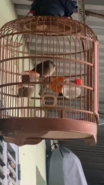 Chim chào mào 2 mùa đang rớt lông. Mua bán Chim tại Quận Bình Thạnh Tp Hồ Chí Minh được đăng bởi Thông hý hình 1