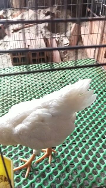 Gà tre bắc. Mua bán Gà tại Quận Ninh Kiều Cần Thơ được đăng bởi vô tận hình 1