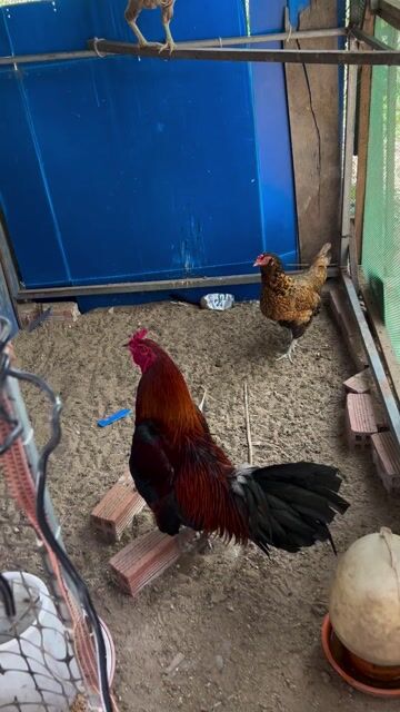 Xanh 3ky2. Mua bán Gà tại Huyện Châu Thành Tiền Giang được đăng bởi nguyen thanh hien hình 1