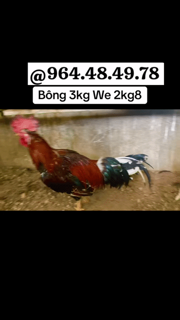 Gà  Asil Mỹ 3kg. Mua bán Gà tại Thị xã Bến Cát Bình Dương được đăng bởi Vương Tài hình 1