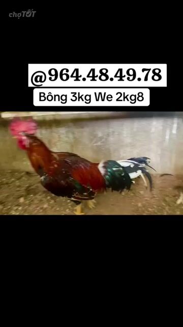 Gà  Asil Mỹ 3kg. Mua bán Gà tại Thị xã Bến Cát Bình Dương được đăng bởi Vương Tài hình 1