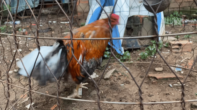 Gà chọi Nâu đỏ Đực 2ky7 tơ zin. Mua bán Gà tại Thành phố Thủ Đức Tp Hồ Chí Minh được đăng bởi Lucky Tran hình 1