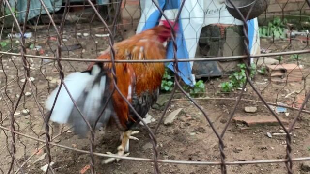 Gà chọi Nâu đỏ Đực 2ky7 tơ zin. Mua bán Gà tại Thành phố Thủ Đức Tp Hồ Chí Minh được đăng bởi Lucky Tran hình 1