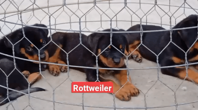 Chó Rottweiler đen vàng. Mua bán Chó tại Thành phố Phú Quốc Kiên Giang được đăng bởi Nhân Rottweiler  hình 1