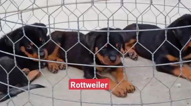 Chó Rottweiler đen vàng. Mua bán Chó tại Thành phố Phú Quốc Kiên Giang được đăng bởi Nhân Rottweiler  hình 1