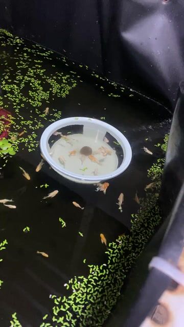 Cá cảnh Molly Sakura Mắt xanh. Mua bán Thú cưng khác tại Huyện Phong Điền Cần Thơ được đăng bởi Kuken molly hình 1