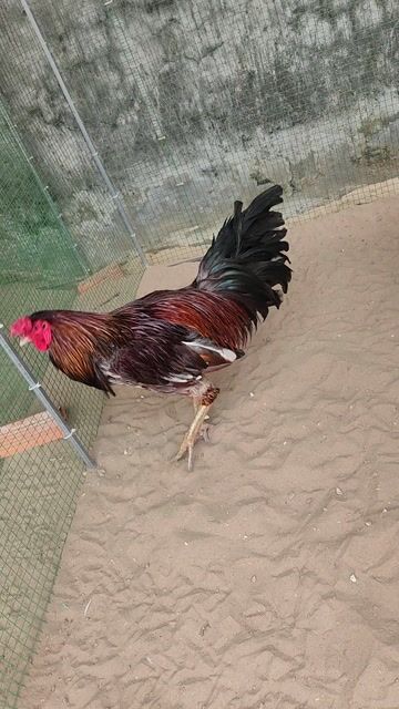 Gà trống 4.400g. Mua bán Gà tại Quận Cái Răng Cần Thơ được đăng bởi Macn hình 1