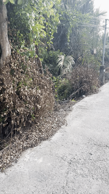 Chim sdd giọng ak. Mua bán Chim tại Huyện Nhà Bè Tp Hồ Chí Minh được đăng bởi Quang Trường hình 1