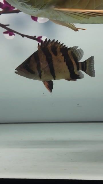 Cá Hổ Indo. Mua bán Thú cưng khác tại Thành phố Thủ Đức Tp Hồ Chí Minh được đăng bởi tri hình 1