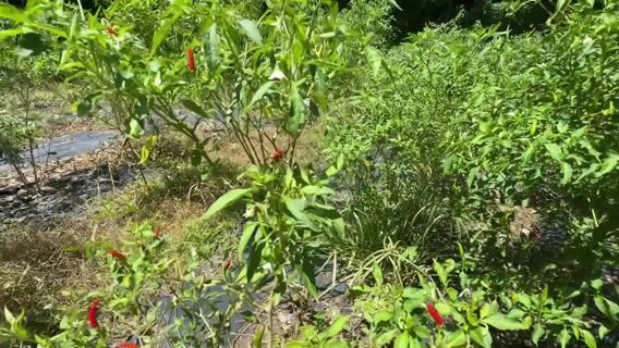 "Notre agriculture, notre futur"