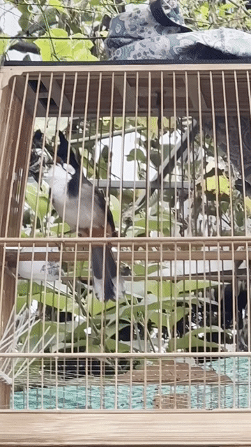 Chim chào mào đực 2 mùa lồng. Mua bán Chim tại Huyện Vĩnh Cửu Đồng Nai được đăng bởi Thái Khắc Đồng hình 1